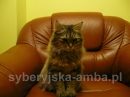 Zdjęcie 1 - SYBERYJSKA AMBA*PL - hodowla kotów SYBERYJSKICH