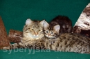 Zdjęcie 4 - SYBERYJSKA AMBA*PL - hodowla kotów SYBERYJSKICH