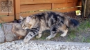 Zdjęcie 16 - SYBERYJSKA AMBA*PL - hodowla kotów SYBERYJSKICH