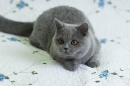 Zdjęcie 1 - MARVIL*PL - hodowla kotów brytyjskich - Ostrołęka