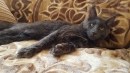 Zdjęcie 14 - DOMOWA HODOWLA RASOWYCH KOTÓW MAINE COON IWOKA*PL